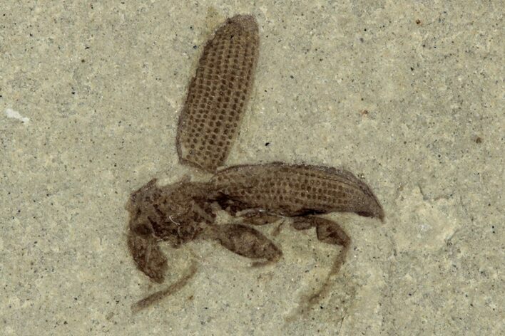 Detailed Fossil Weevil (Snout Beetle) - Green River Formation #356648